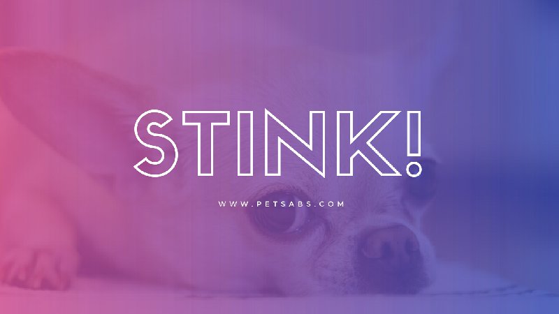 wearepetsabs's tweet image. Do Your Pet Mouth Stink? Here's what you should do when it comes to management! petsabs.com/bad-breath-all…