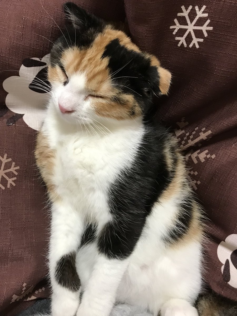 mam_koKo's tweet photo. 昨日から同居猫になりました(*´ω｀*)

#スコティッシュのミケ猫 https://t.co/qs7OsSpX3A