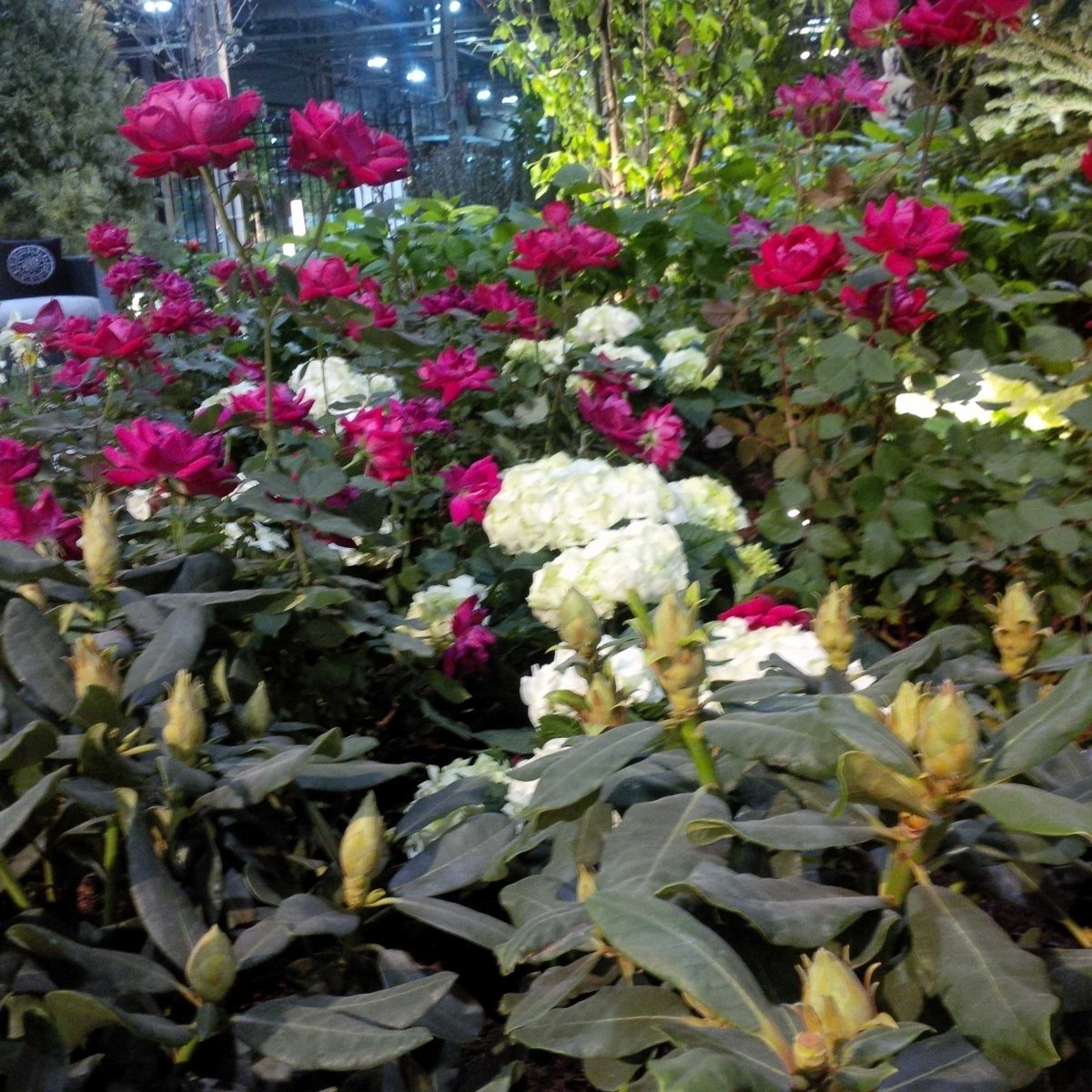 Hydrangeas, Rhodies and Roses oh my! Oscars After Party Garden 40 at # CanadaBlooms