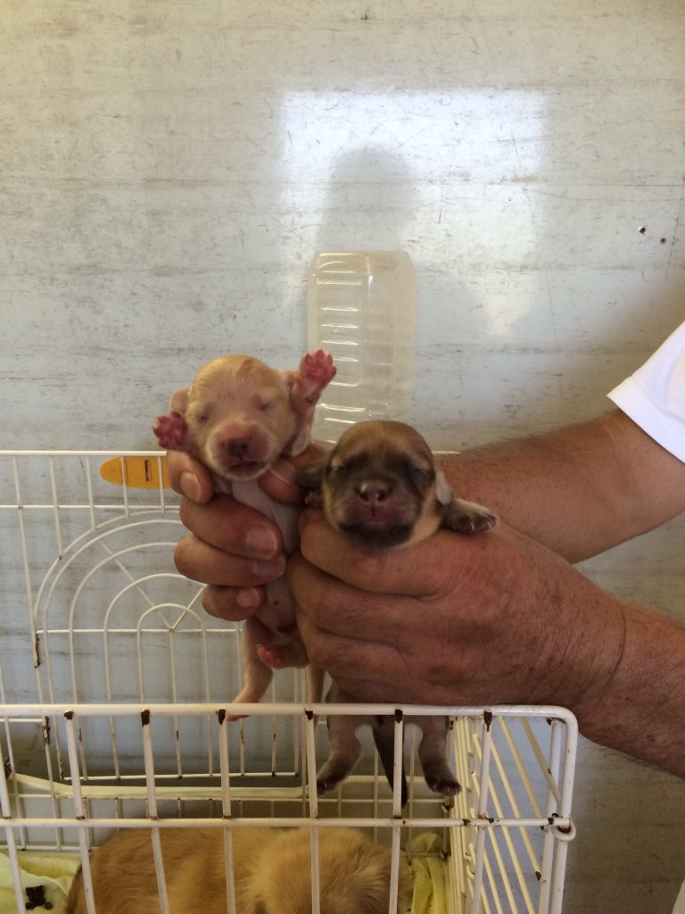 まめあず母 tweet media