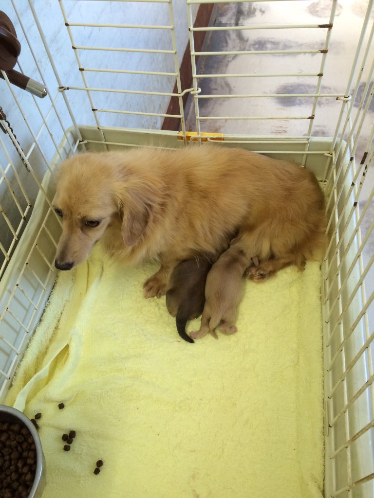 まめあず母 tweet media