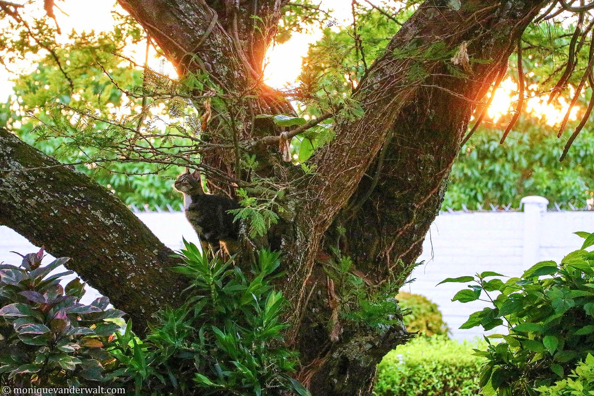 <a href="/FoulkesBrau/">Foulkes Brau</a> <a href="/MarikeKotze/">Marike Kotzé</a> @thenuttychef <a href="/WilfulChez/">女子アナル</a> <a href="/LadySayFuckALot/">Pablo Memescobar 🐈</a> <a href="/LadyLepurrrd/">LadyLepurrrd (Commentary) 🐾🐾</a> <a href="/Beachbabynorth/">Terryll Jordaan</a> <a href="/samantha_freese/">SamSugar</a> @deoudehuize <a href="/dombaguestlodge/">Domba Guest Lodge</a> @PortervilleMkt <a href="/discoverkruger1/">Discover KNP Safaris</a> <a href="/adstube/">Ads ZA</a> <a href="/BsorahCamp/">B'sorah Adventures</a> <a href="/baobabsafarisza/">Baobab Safaris</a> <a href="/Care4CartHorses/">CartHorse Protection</a> <a href="/tranquilnestza/">Tranquil Nest Hzvw</a> @afrivenues 😸Friday has risen and I'm shining🌞

🍻Good morning beer man, we missed you yesterday. Smiling day friends ☕🍻 

#FridayMotivation #CatsofTwitter