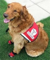 usservice1's tweet photo. We offer #trained #service or #assistance #dogs.

Know More - https://t.co/PfliSFHgH4 https://t.co/G1QBDHeEG0