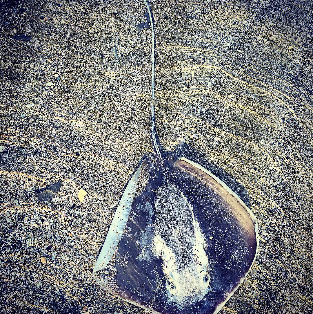 hippi_baby's tweet photo. Finds on the beach this morning... #shell #shellseeker #beachlife #beachbum #stingray #expatlife #travel #traveller #livelovetravel https://t.co/7J6MOtqhNq