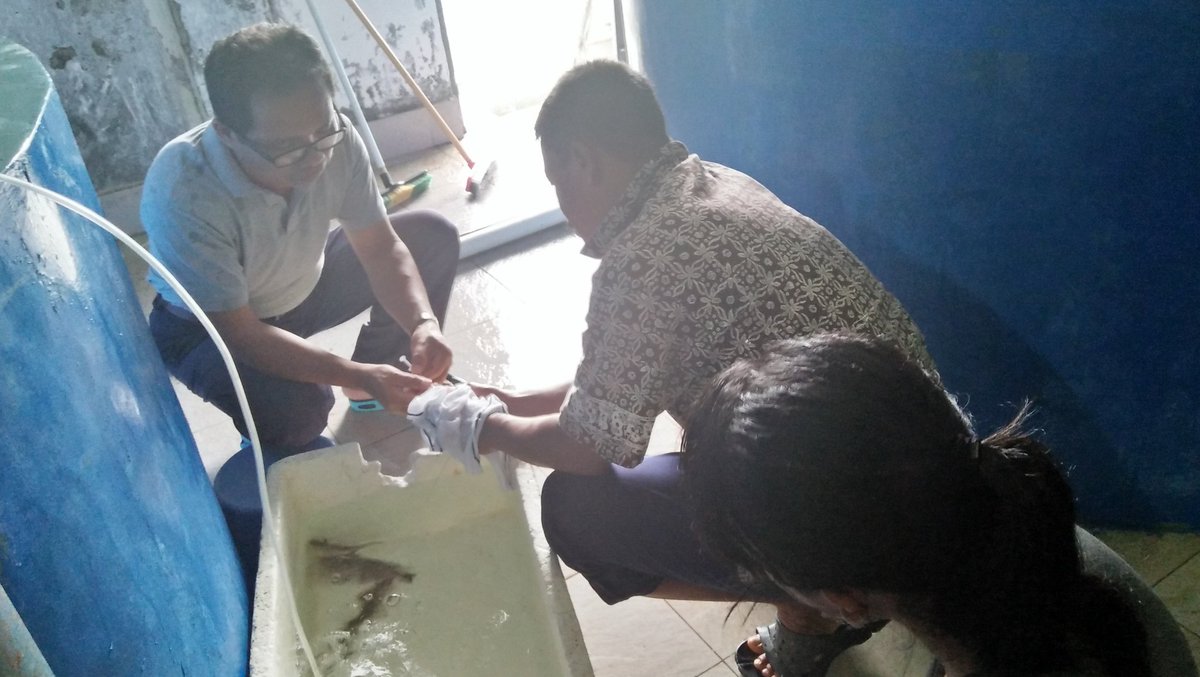 Esakaramoy2's tweet photo. Kegiatan penyuntikkan hormon pada induk jantan udang windu kontrol. 
Tgl : 7-03-2018
#IPUW
@BRPBAP3_Maros 
@Esakaramoy2 
@ENyombali https://t.co/yJwZVaORcm