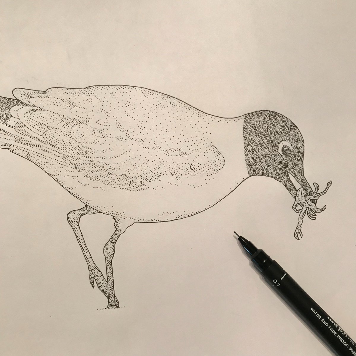 dtbroughton's tweet photo. Most pleased with how this one turned out.
#saunderssgull #larus #illustration #linedrawing #penandink #dotshading #birdart #rarebirds #eatingcrab #eaafp #koreanbirds https://t.co/I4nf3eyt7s