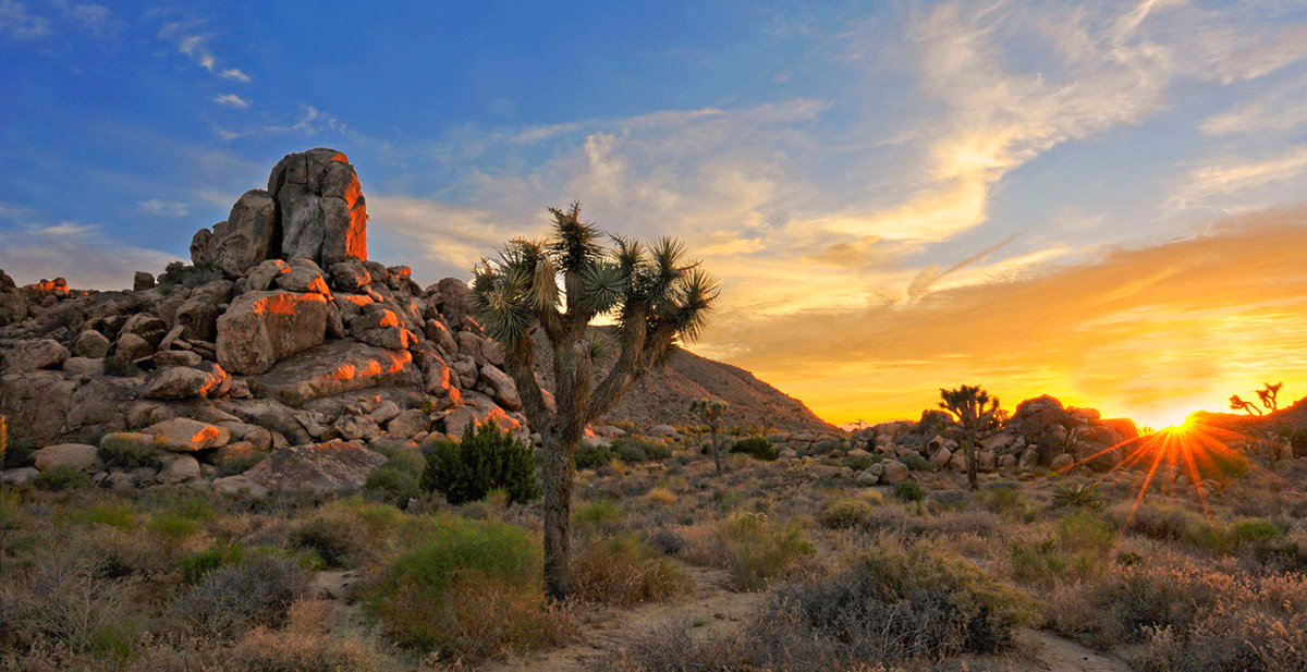 Joshua National Tree Park, United States.