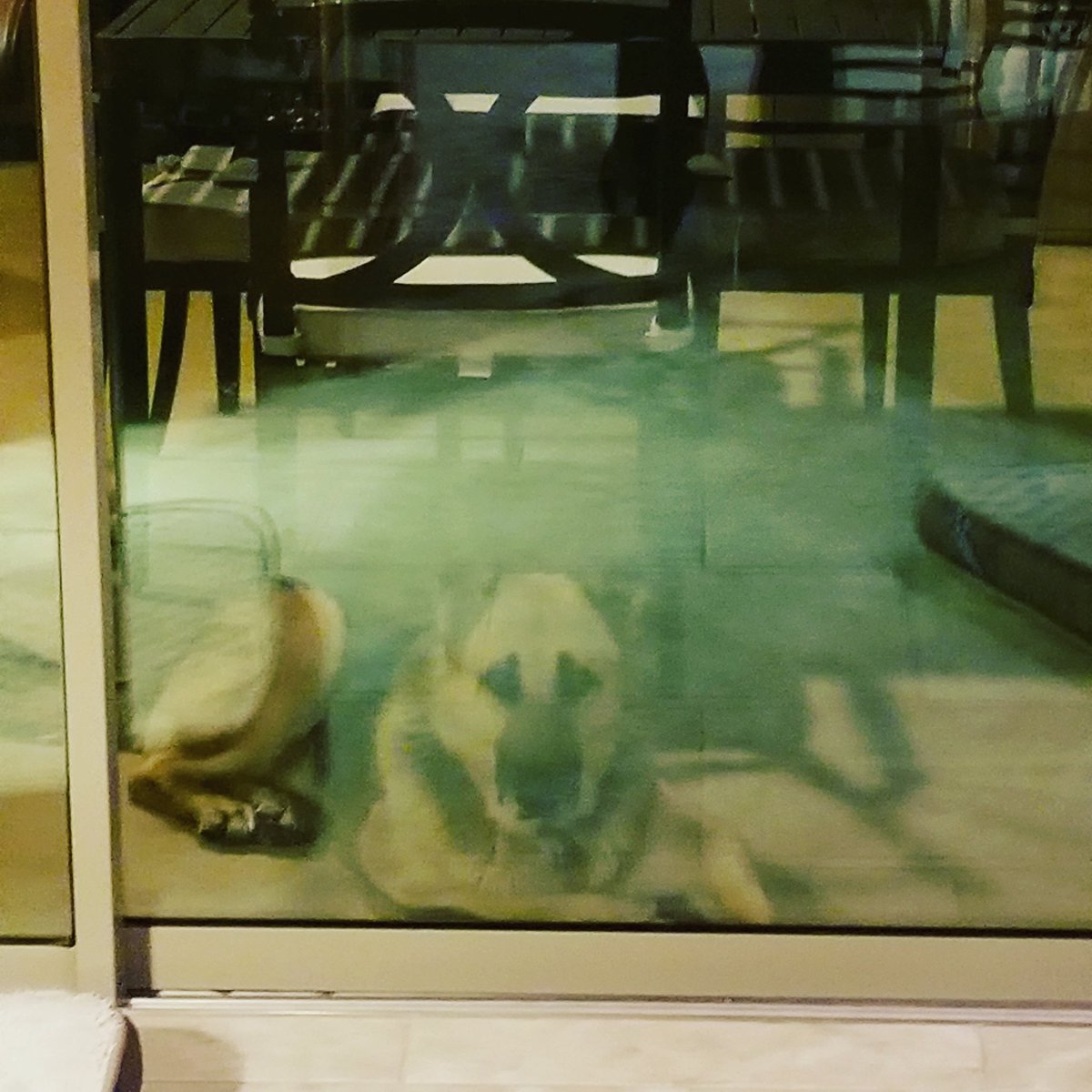 Pawsomepetsit's tweet photo. I feel like someone is watching me!!! Stalker much Athena!!! #gsd #gsdofinstagram #dogs #dogsofinstagram #stalker #stalkersbelike #germanshepherdsofinstagram #germanshepherd https://t.co/D6HthhFvbg
