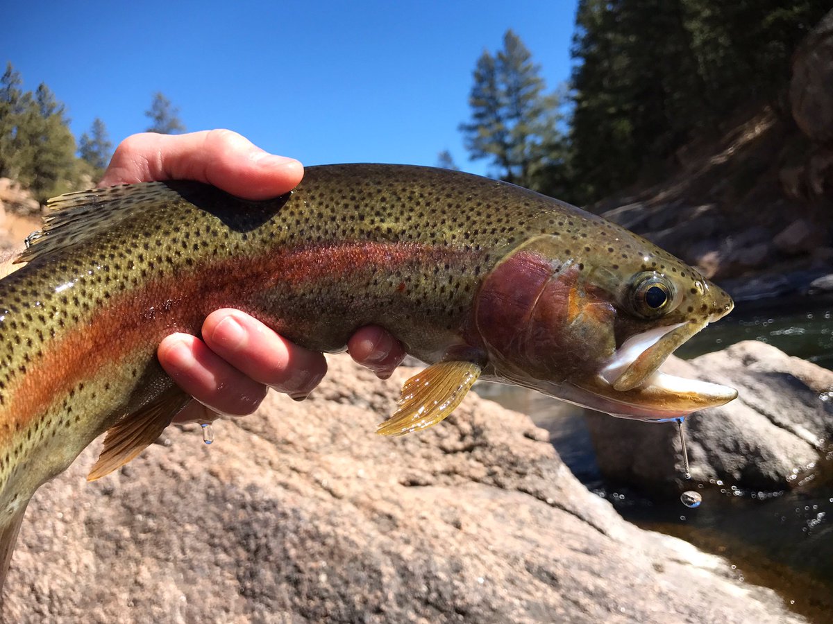 theflytrout's tweet photo. Nothing but blue skies and rainbows. #flyfishing #colorado #rainbowtrout #trout #onthefly #catchandrelease #troutcrossing https://t.co/fIb5ymzkRs