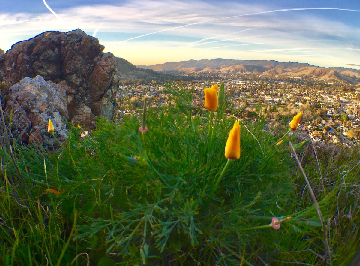 kapples1081's tweet photo. The poppies are closed for business tonight on top of South Hills. #fortheloveofview #ShareSLO #hikeslo #southhills #poppies #cloudscape https://t.co/ffYiOTtmpg