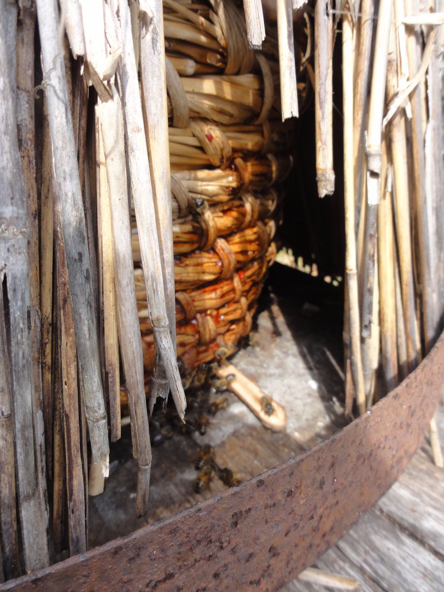 Although not strictly related to bee architecture, I just can't move on without mentioning the elegant hackle: a straw cone used to protect skeps and beelogs kept in the open from wind and rain. Simplicity itself and a common sight everywhere in Europe until the mid 19th century.