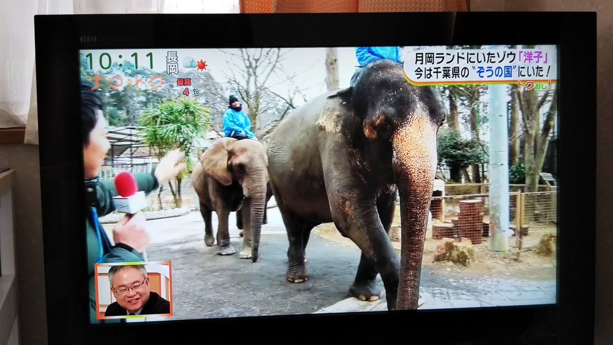 メディアマックスゲームス 新潟県民しか知らないこと 月岡ランド 私も知らなかった 先日テレビで見て初めて知りました 30年前に閉園し 人気だったゾウの晴子さんは 今も市原ぞうの国で元気にしているそうです
