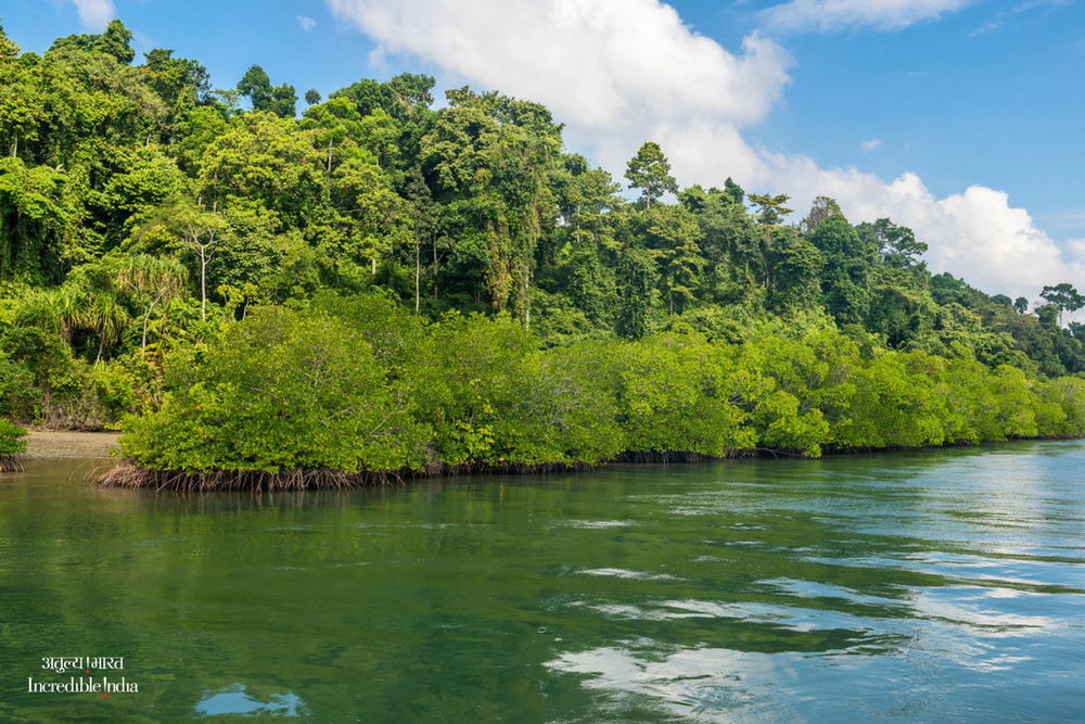 The lush mangroves of the Andaman and Nicobar Islands constitute 1/5th of India's total mangrove cover. These mangroves play a decisive role in the development and maintenance of a vibrant and healthy ecosystem. #CoastalWetland #IncredibleIndia @alphonstourism @tourismgoi