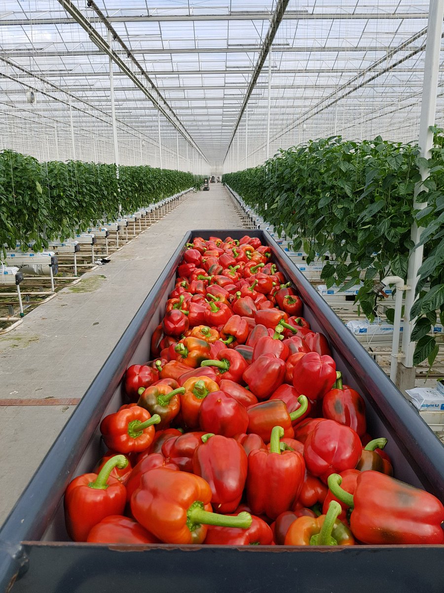 Kijk daar worden we nou blij van! #vers#NLproduct#vitamine#gezond#lekker#eersteoogst