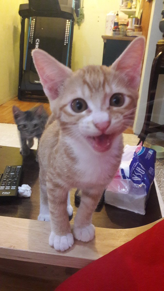 Bintik On Twitter Keponakan2 Umur 4 Bulan Kucing Kampung