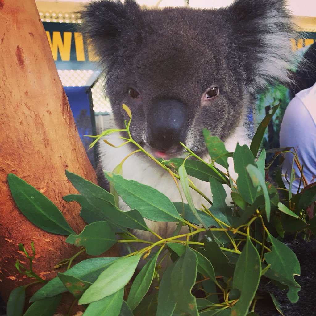 mhjd_85's tweet photo. Today I hung out with koalas and kangaroos! 🐨 #Australia #Koalabear #Kangaroo #landdownunder #Perth https://t.co/gsA2prSCY5