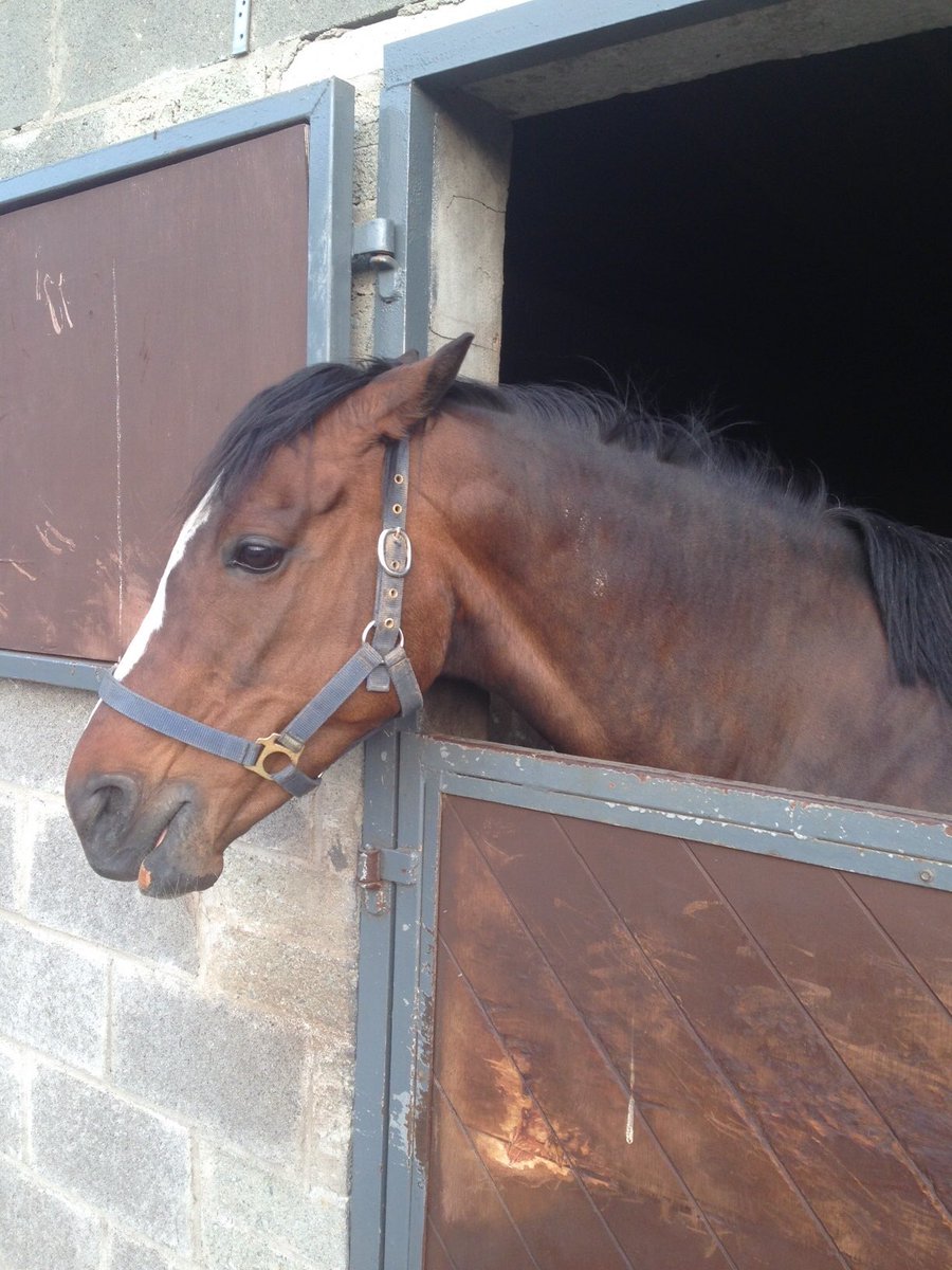 agrikid's tweet image. Preschoolers loved hearing about ‘cranky’ Maggie the horse! Am in #Muckalee #kilkenny - next up the ‘big schoolers’  #farmsafety workshops - supported by @zurichireland