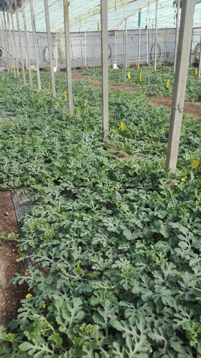 DeSangosseIB's tweet photo. En Adra (Almeria) han optado por nuestro plan de nutrición🌱
Y ya lo dice el refrán
👩🌾En agosto, sandía o melón, buen refresco son🍉
#fertigofolultra #fixanitro #acrecio #solustarpz #desangosseiberica #sandia
Perfecta combinación para una gran cosecha
https://t.co/zZqCCsxKyX https://t.co/wXSkTGdjmT