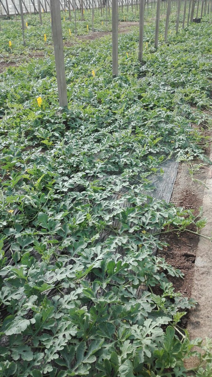 DeSangosseIB's tweet photo. En Adra (Almeria) han optado por nuestro plan de nutrición🌱
Y ya lo dice el refrán
👩🌾En agosto, sandía o melón, buen refresco son🍉
#fertigofolultra #fixanitro #acrecio #solustarpz #desangosseiberica #sandia
Perfecta combinación para una gran cosecha
https://t.co/zZqCCsxKyX https://t.co/wXSkTGdjmT