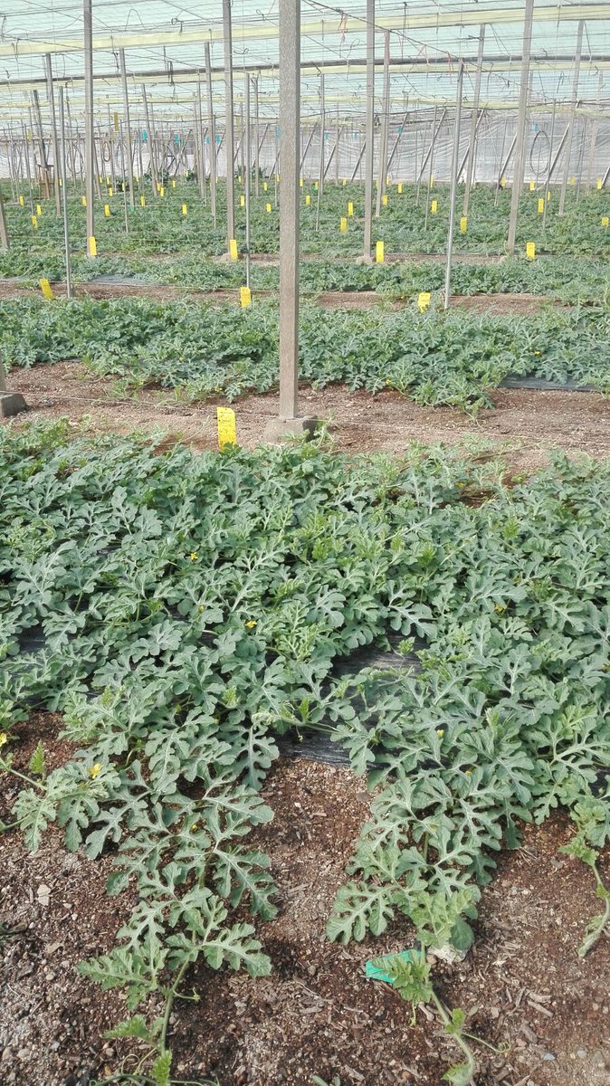 DeSangosseIB's tweet photo. En Adra (Almeria) han optado por nuestro plan de nutrición🌱
Y ya lo dice el refrán
👩🌾En agosto, sandía o melón, buen refresco son🍉
#fertigofolultra #fixanitro #acrecio #solustarpz #desangosseiberica #sandia
Perfecta combinación para una gran cosecha
https://t.co/zZqCCsxKyX https://t.co/wXSkTGdjmT