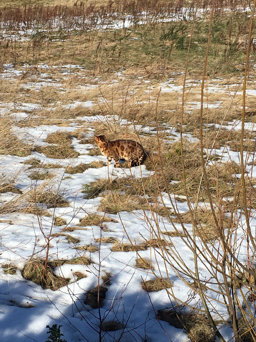 The_Q_R's tweet photo. Lost cat wandering around Straighton Sainsbury car park. Last seen happily spraying nearby. Please share. #edchat #lostcat #bengalcat https://t.co/6AtWbXmb1a