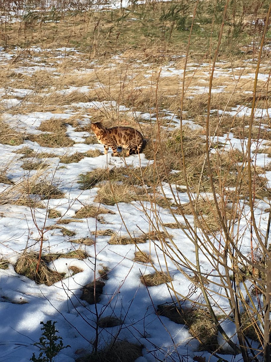 The_Q_R's tweet photo. Lost cat wandering around Straighton Sainsbury car park. Last seen happily spraying nearby. Please share. #edchat #lostcat #bengalcat https://t.co/6AtWbXmb1a