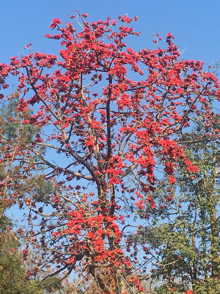 apradhan1968's tweet photo. “It is spring again.
 The earth is like 
 a child that knows
 poems by heart.”

#RainerMariaRilke https://t.co/JMc2dfDj08