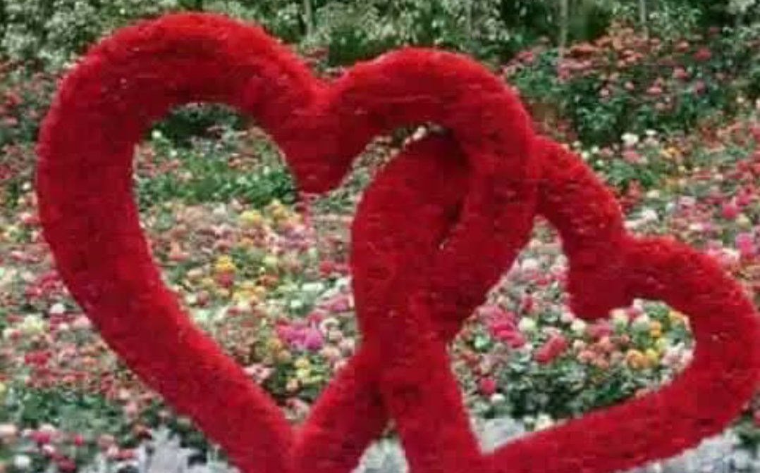 صباح الحب ❤❤❤❤