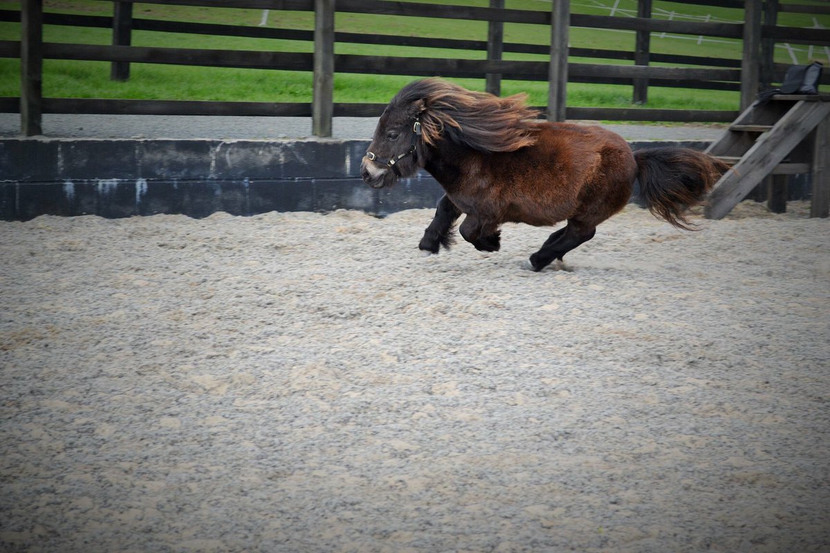 HanAlffriends's tweet image. 'Don't judge me by my size' Alfie's in training to be a race horse. He told me this morning he's going to win the next grand national... 😁🤣