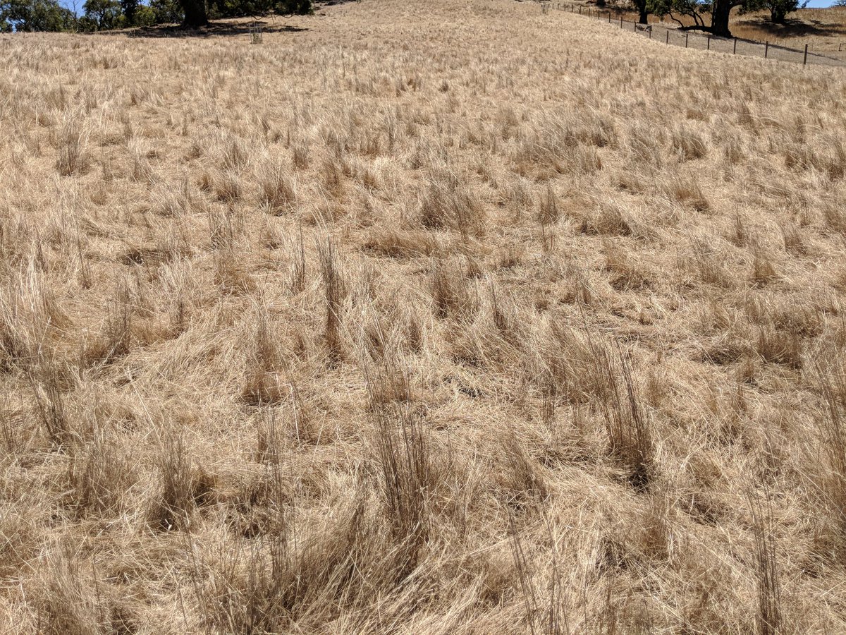 SeedingNatives's tweet photo. This is a great example of how you should graze a native grass paddock. From this, to this! No bare soil, not over grazed, perfect 👍 #environment #conservation #nativepasture #nativegrass #seedingnatives https://t.co/ITjPc9Jg8A