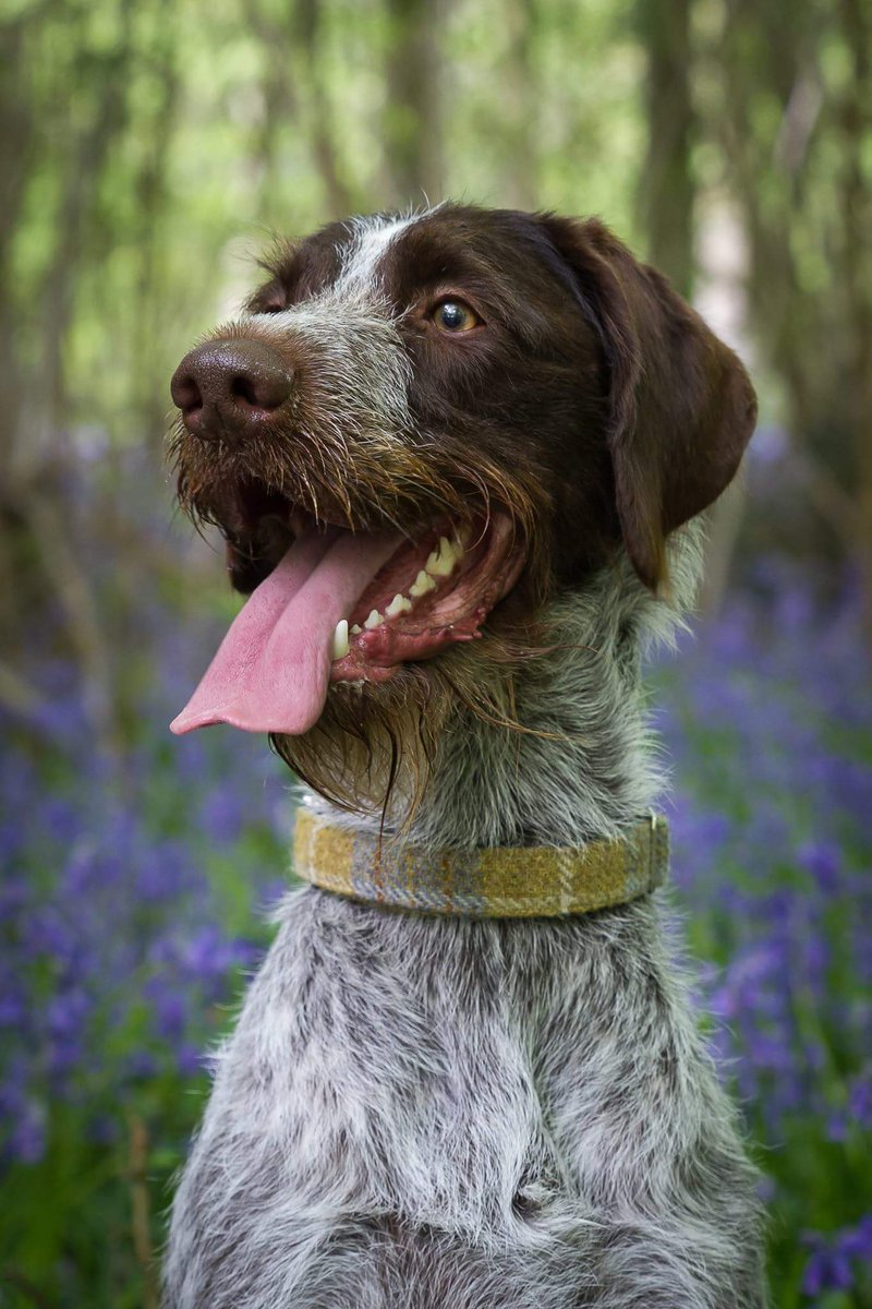 Hi <a href="/clarebalding/">Clare Balding 💙</a> and <a href="/AlanCarr/">m</a> , I'm Eric, a mad German Wirehaired Pointer and it's my 6th birthday today. It would make my day to see myself on #Crufts . My mum says I'm the best dog in the world and she wouldn't be without me, even though I like to clean my beard in her bed.