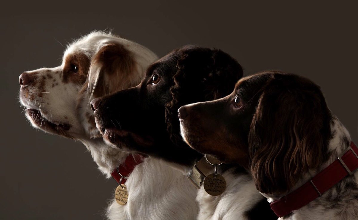 This #saturday is our New Members Day. Come along n see what #Cambridgeshire #Gundog #Club is all about. For more information contact us 

#crufts2018 #cambridge #dogs #dogsoftwitter #workingdog #trackingdog #puppylove #puppy #gundogtraining #spainels #retrievers