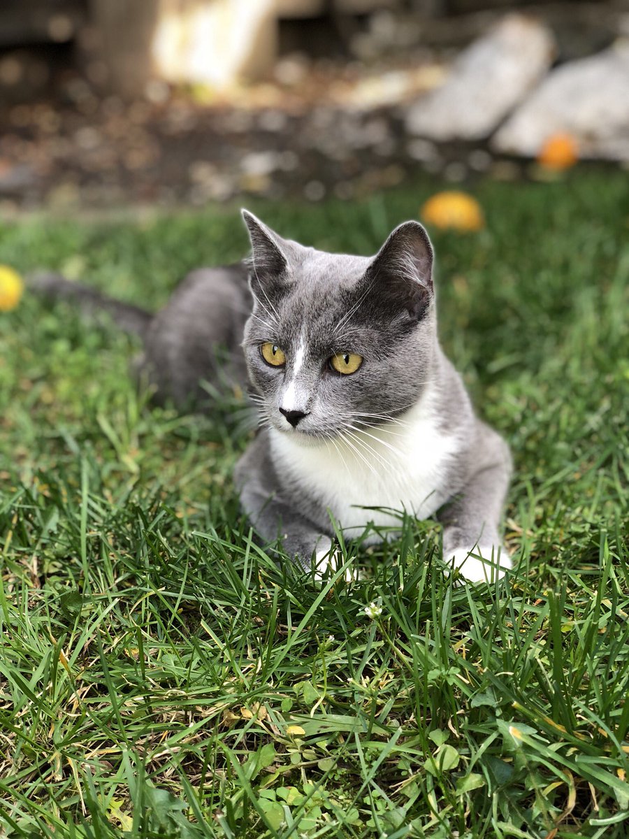 Ali_Sandi's tweet photo. Im too hideous for portrait mode, but my cats are just....ugh💕 https://t.co/rl4Kgoj3mL