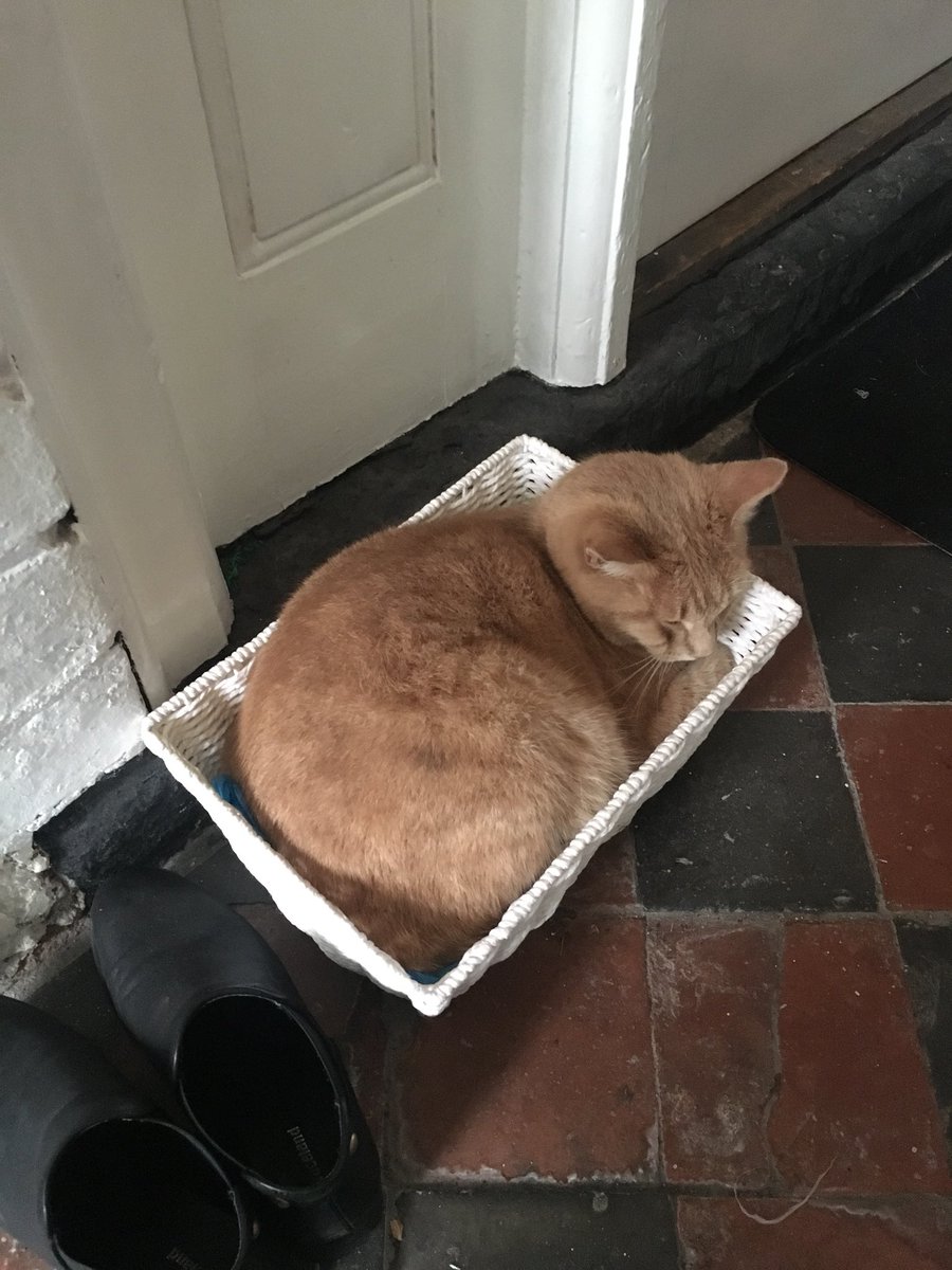 I this this kitty has the right idea! 😴

It’s Friday, which means more English classes around Manchester... &amp; then the weekend! ✏️📕

Book yours now - info@unitedinlanguages.com