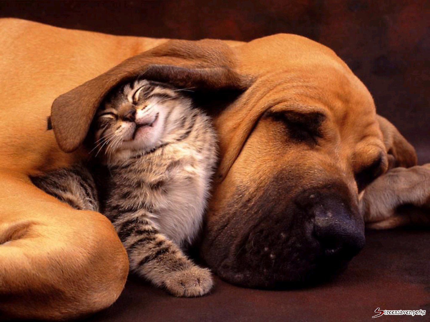 cute dog and cat wallpaper