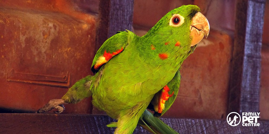 Танцующий попугай инко. Попугай танцует. Какаду найджел актер. Маритака это попугай. Какаду танцует.