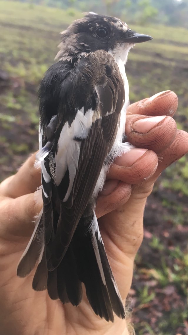 fraserjbell's tweet image. With our wintering pied flycatchers getting ready to migrate back to Europe- this male is almost in his breeding plumage already! - it marks the end of our time in Liberia. So we’re now leaving the rest of the work up to our newly fitted #geolocator tags @piedflynet @StuBearhop