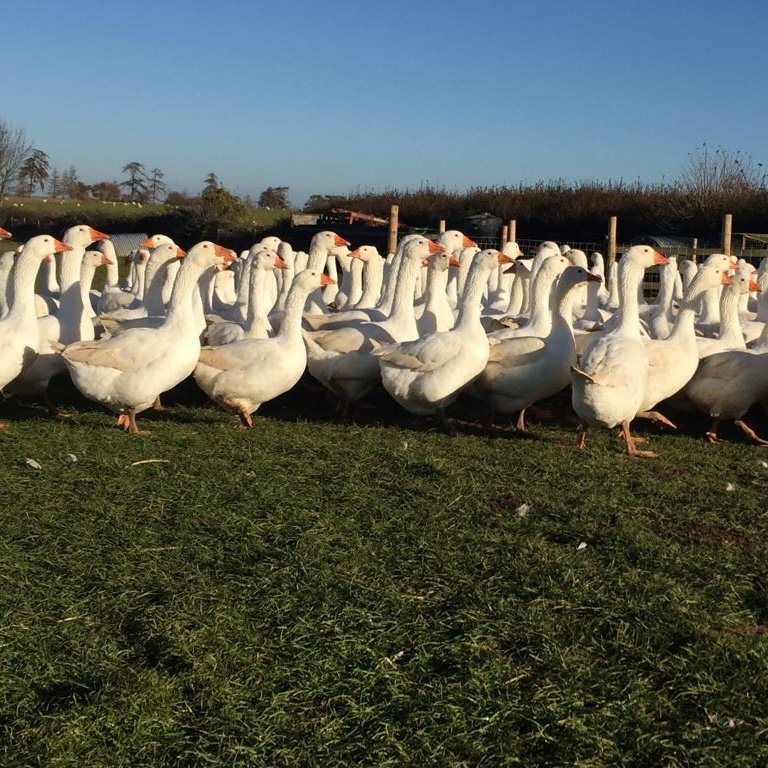 Hello Twitter 👋 This is the account for Fairspear Hill Farm Christmas Geese &amp; Turkeys! #myfirstTweet #Cotswolds #farming