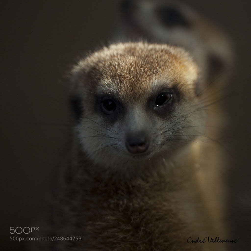 500px Feature Photos tweet media