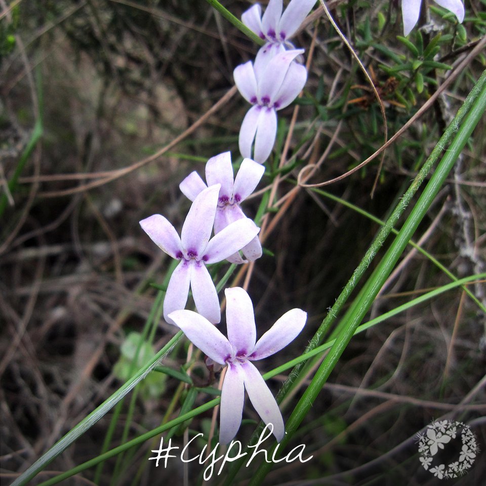 Renosterveld's tweet photo. #FloralFriday: #Cyphia volubilis is a member of the #Lobeliaceae family. It is also known as the #Aardboontjie, #Baroe, #Bergbaroe or #Broes in Afrikaans. @CTBotanist https://t.co/SbhXqoPEFY