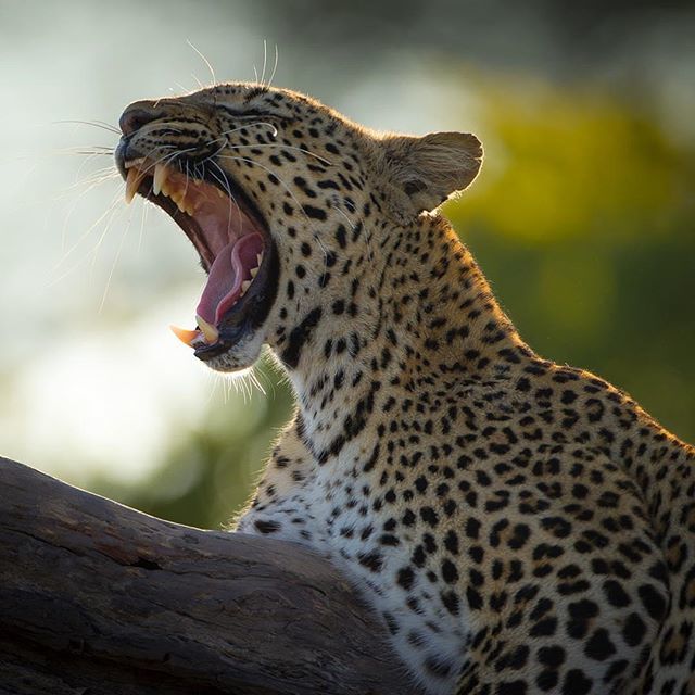 The big yawn
•
•
•
•
•
#lion #lioncub #baby @wildlifeplanet @mothernature @curious #wildcats #catsofinstagram #cuteanimals #babyanimals #safari #toocute #adorable #travel #picoftheday #capturethewild #africanamazing #african_portraits #igs_africa… ift.tt/2tpSpD2
