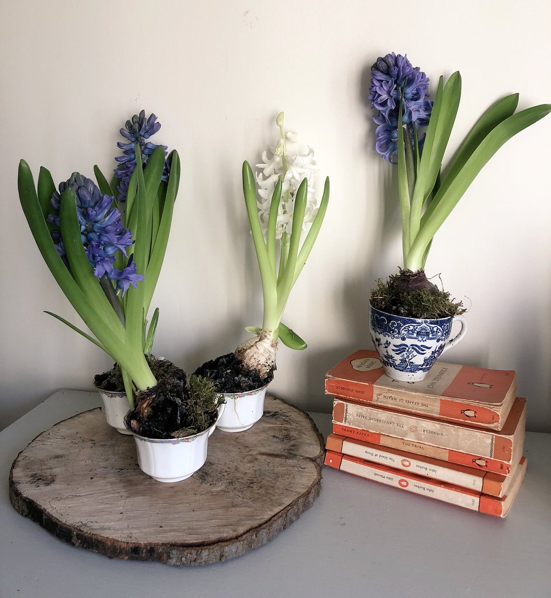 Digginginheels's tweet image. The last of the forced Hyacinths planted up in vintage cups...their heady scent has been very welcome over the dark days of winter. #makingwinter @silverpebble