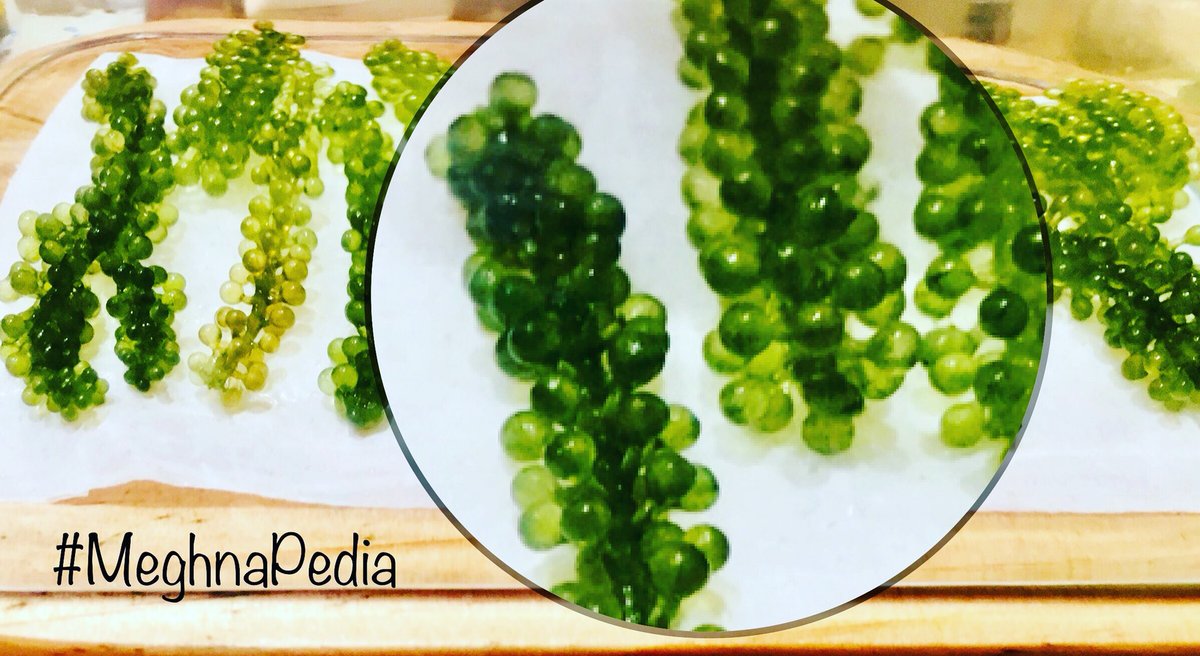 MeghnaFoodMagic's tweet photo. When you travel to Philippines, Japan or Thailand, look for these Sea Grapes to try.. what are these & how are they eaten, find out on #MeghnaPedia - https://t.co/1K22XtGcYe 💋💋💋 Love M #ChefMeghna #TravelTuesday #TravelWithMeghna #TravelDiaries #ExoticFood #Foodies https://t.co/5kMgHeTDth