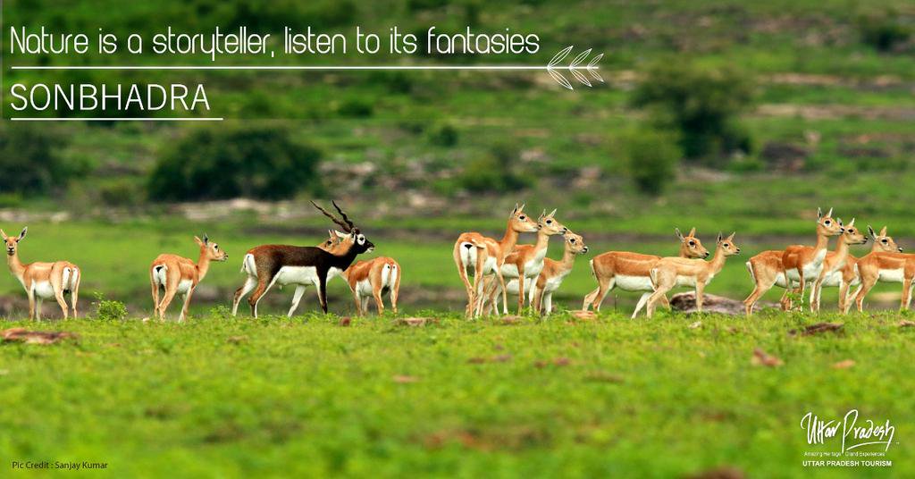 uptourismgov's tweet photo. #Sonbhadra is a beautiful getaway into the charm of nature. The ancient land in UP with waterfalls, sanctuaries &amp; forests make a rare treat for nature lovers. #UPTourism https://t.co/uNHHauJCmL