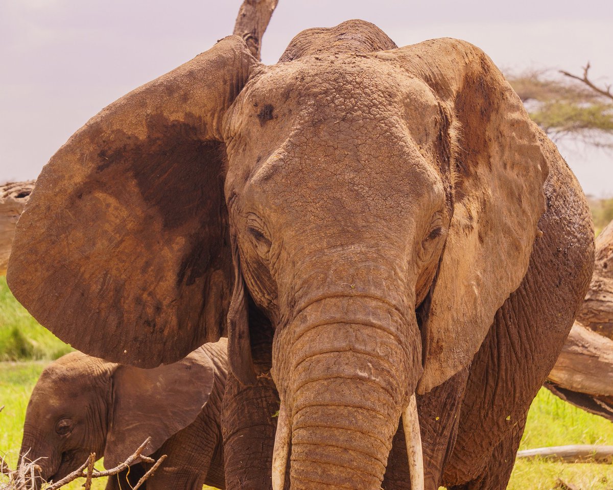 Guillaume BastilleRousseau (Gui_B_Rousseau) Twitter