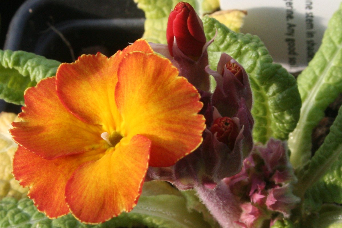 summerdalegn's tweet photo. Gorgeous colour shading on this  #Barnhaven polyanthus primula 'Grand Canyon Group' https://t.co/A7PtvL1afr