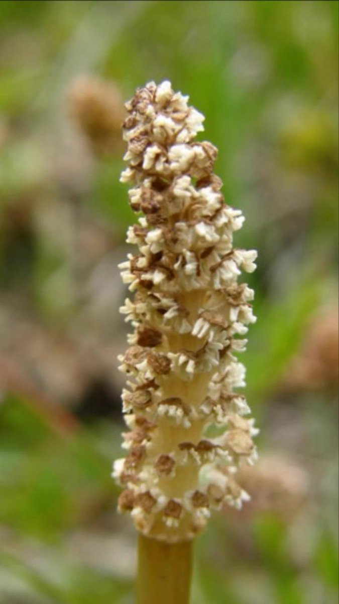 Sadao Kuzume A Twitter 春だぁー 見っけた 学名 Equisetum Arvense 英名 Field Horsetail 科 属 トクサ科 属 別名 スギナ 開花 3月 ４月 つくし 花言葉 意外 向上心 努力