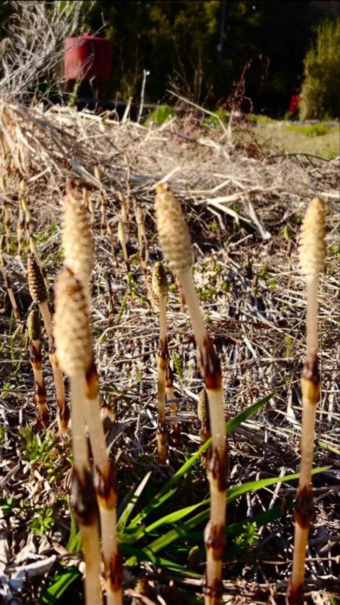 Sadao Kuzume A Twitter 春だぁー 見っけた 学名 Equisetum Arvense 英名 Field Horsetail 科 属 トクサ科 属 別名 スギナ 開花 3月 ４月 つくし 花言葉 意外 向上心 努力