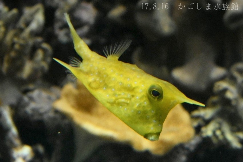 雌雄 幼魚比較bot Sur Twitter コンゴウフグ ハコフグ科 左 成魚 右 幼魚 眼上と腹部後方にある棘は成長に伴い長くなるが ある程度年をとると短くなっていく T Co Dyysihvgvi