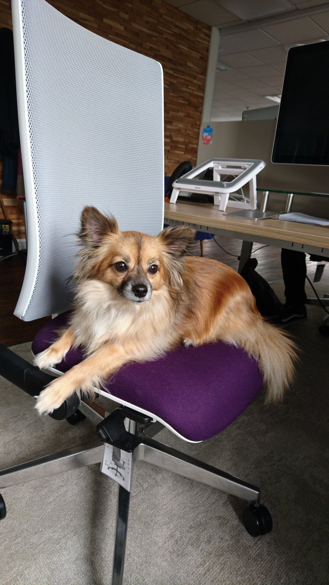 salienceuk's tweet photo. Our Junior Office Manager Chewy is filling in for Content Director @brettjanes today. So far he's complained that we don't write enough about dog treats or the benefits of walkies... 🐶 #DivaDog https://t.co/K3eyDHL3fF